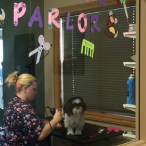 Small black and white dog being groomed at Animal Clinic of Rapid City